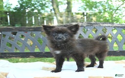 Pomeranian dogs for sale: Tinker - Image 9