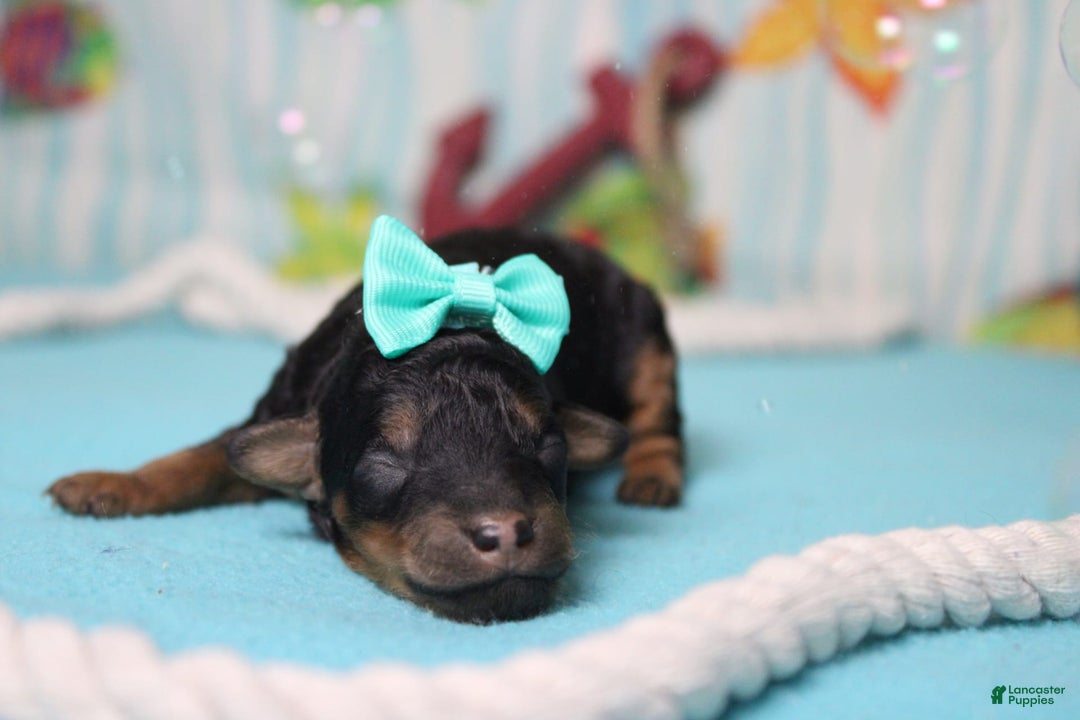 Toy Poodle dogs for sale: Jubilee - Image 3