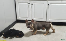 French Bulldog dogs for sale: Robo - Image 8