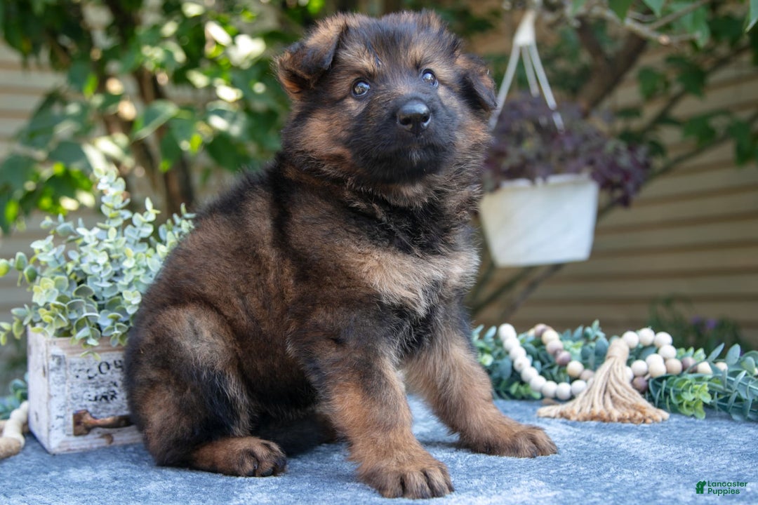 German Shepherd dogs for sale: Gibson - Image 3