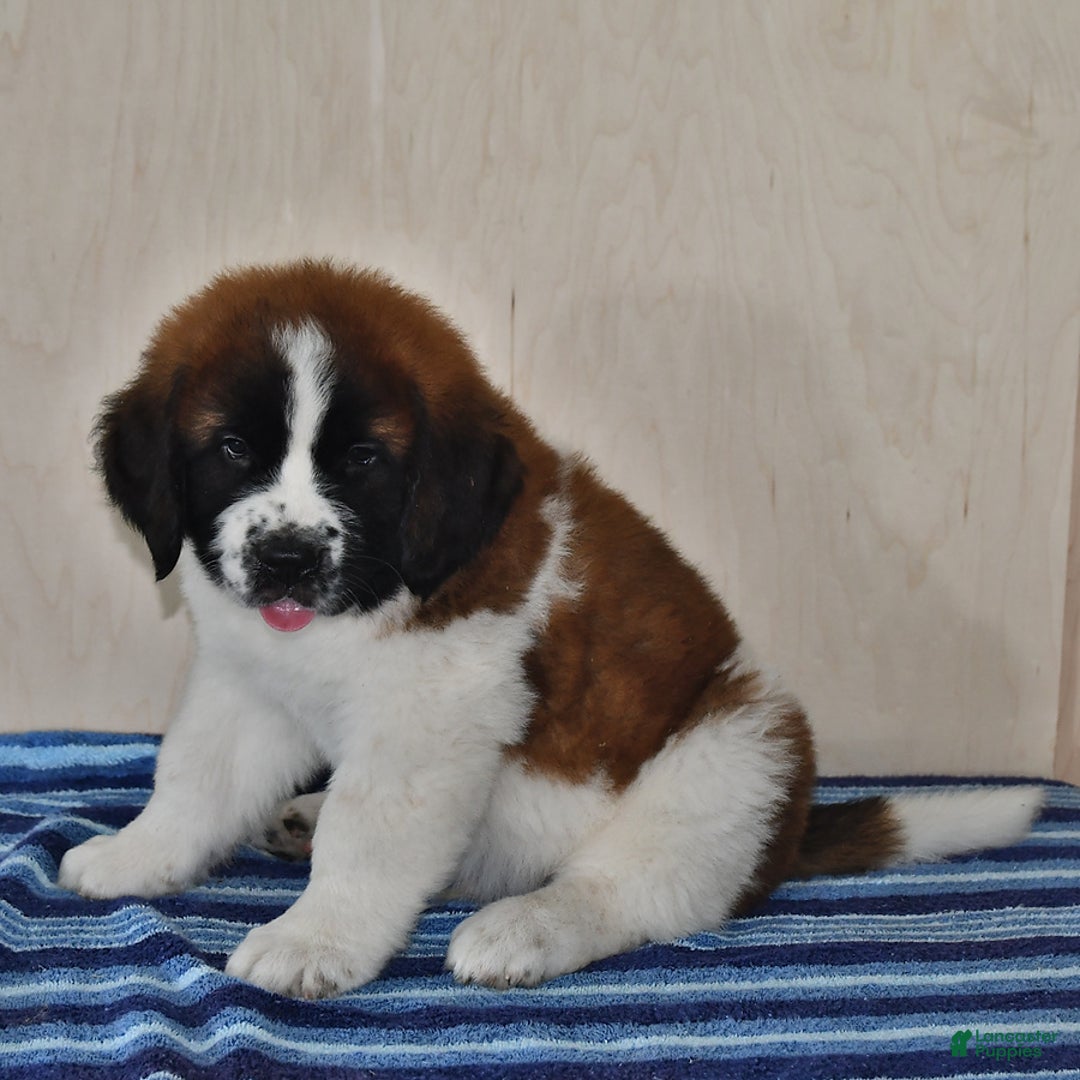 Saint Bernard dogs for sale: Saint Bernard 3 puppies - Image 5