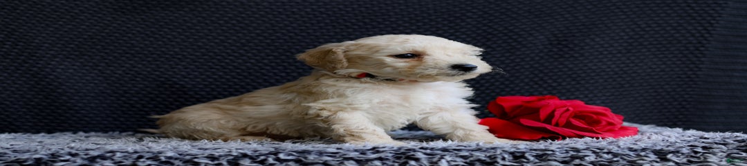 Kole