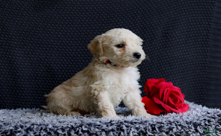 Mini Goldendoodle dogs for sale - Ad 2
