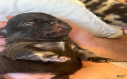 French Bulldog dogs for sale: Baby Ruth The Fluffy - Image 1