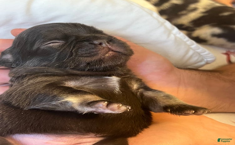 French Bulldog dogs for sale - Ad 1