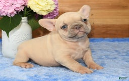 French Bulldog dogs for sale: Beauty - Image 6