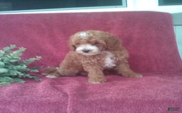 Mini Goldendoodle dogs for sale: Elvis - Image 1