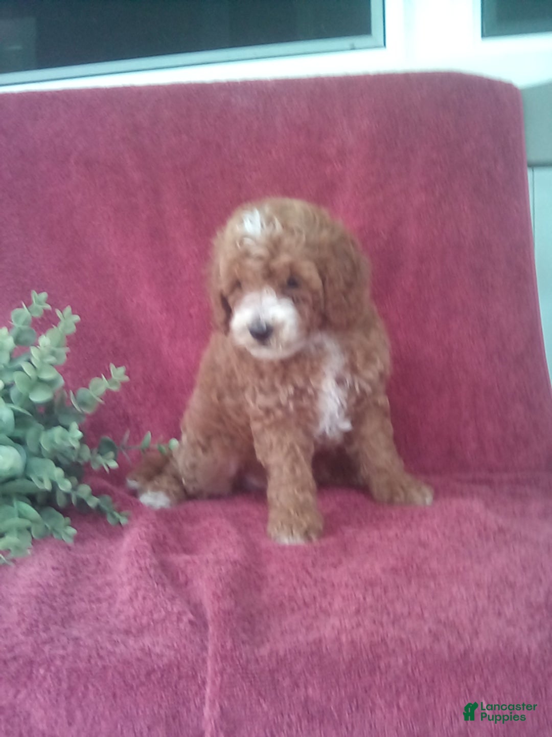 Mini Goldendoodle dogs for sale: Elvis - Image 1