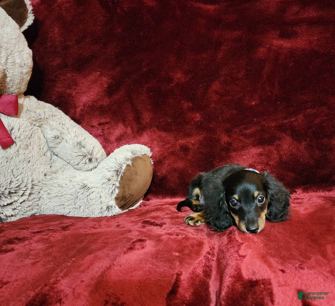 Miniature Dachshund dogs for sale: RYDER - Image 3