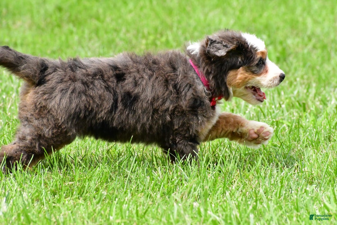 Mini Bernedoodle dogs for sale: Jade - Image 12
