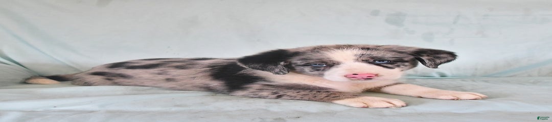 Fidgit