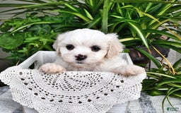 Cavachon dogs for sale: Max - Image 2