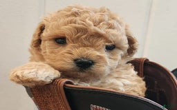 Maltipoo dogs for sale: Teddy - Image 4