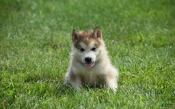 Alaskan Malamute dogs for sale: Copper - Image 2