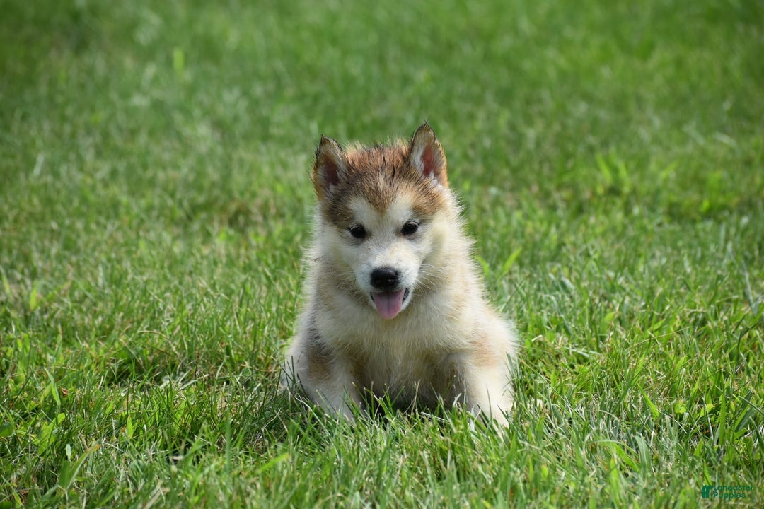 Alaskan Malamute dogs for sale: Copper - Image 2