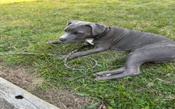 American Pit Bull Terrier dogs for sale: Deuce - Image 1