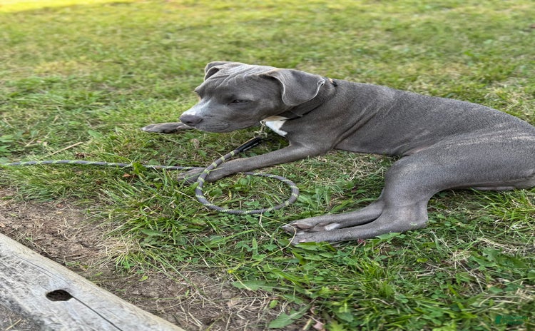 American Pit Bull Terrier dogs for sale - Ad 1