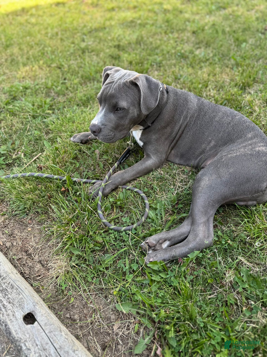 American Pit Bull Terrier dogs for sale: Deuce - Image 1
