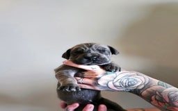 Great Dane dogs for sale: Light Blue Collar - Image 2