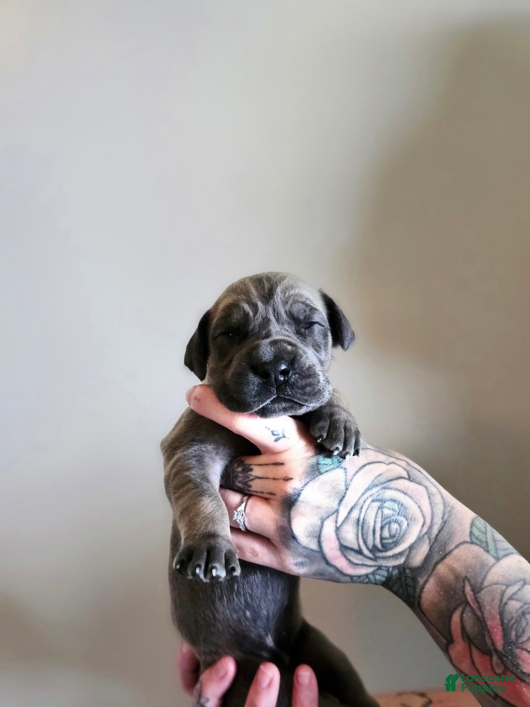 Great Dane dogs for sale: Light Blue Collar - Image 2