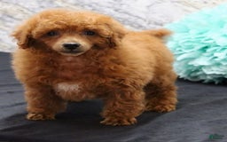 Miniature Poodle dogs for sale: Rolo - Image 3