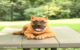 Cane Corso dogs for sale: Toby - Image 5