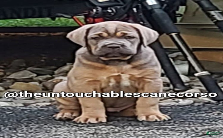 Cane Corso dogs for sale - Ad 3