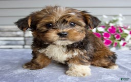 Shorkie dogs for sale: Ellington - Image 8