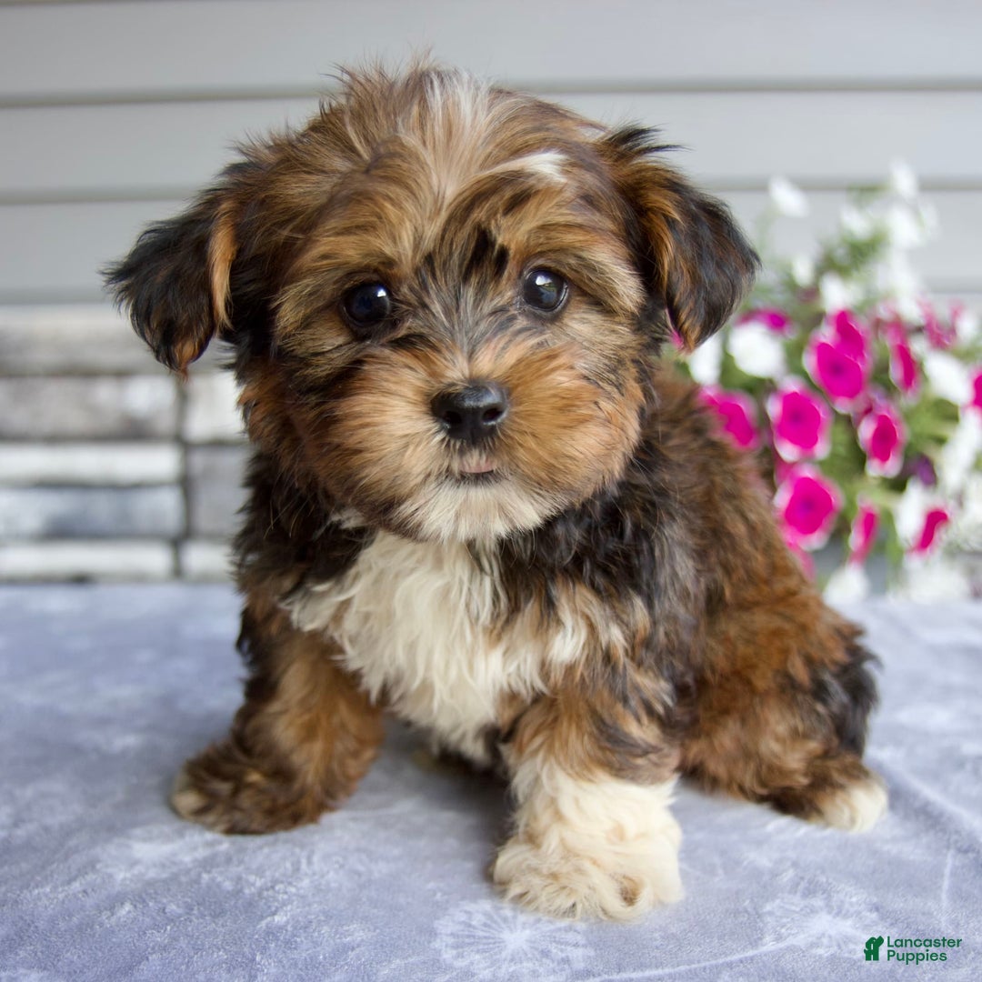 Shorkie dogs for sale: Ellington - Image 8