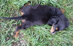 Miniature Dachshund dogs for sale: Duke - Image 5