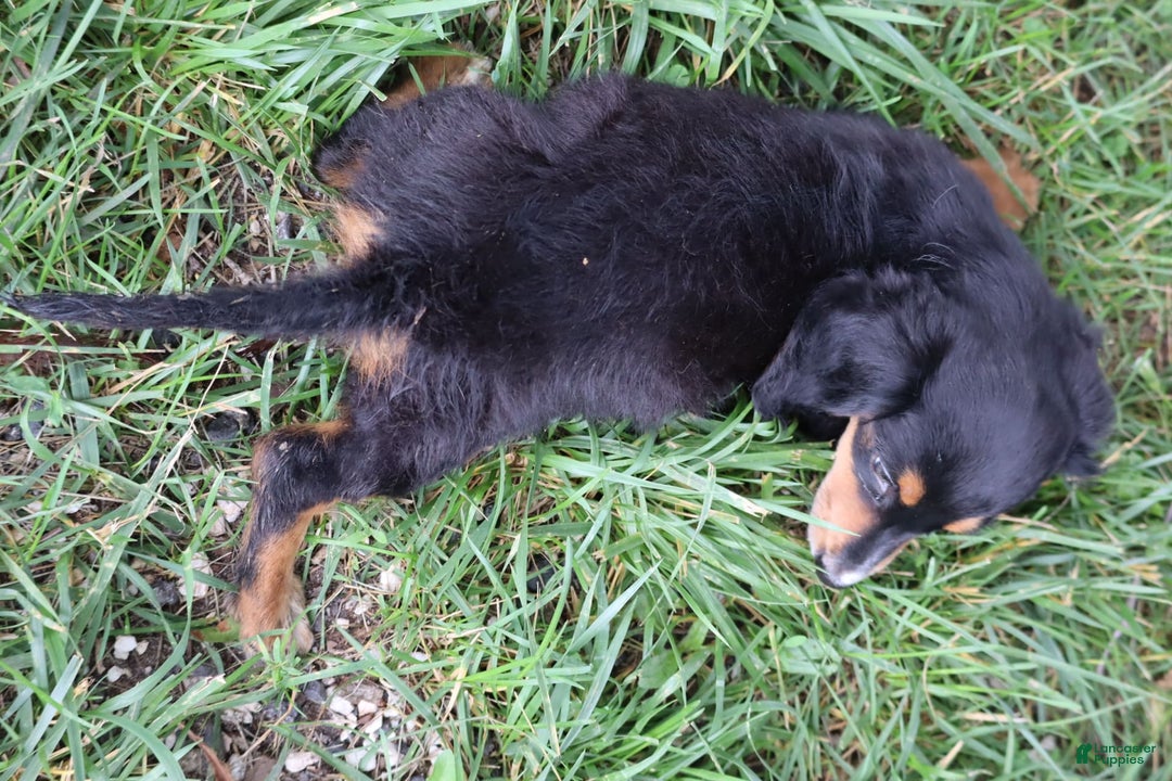 Miniature Dachshund dogs for sale: Duke - Image 5