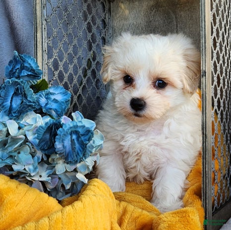 Maltipoo dogs for sale - Ad 1