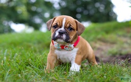 Beabull dogs for sale: Chloe - Image 1