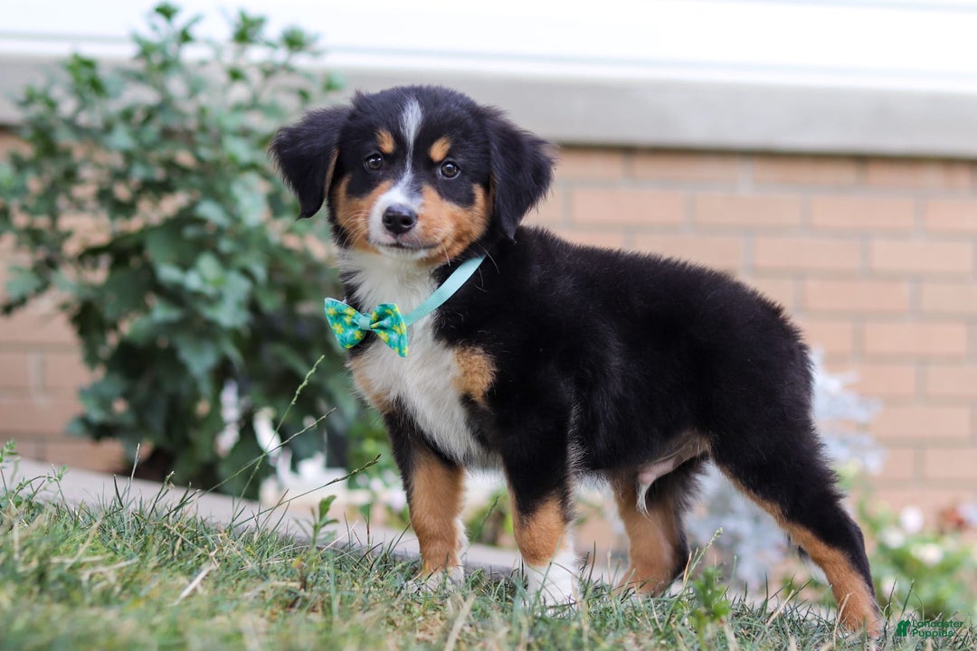 Mini Bernedoodle dogs for sale: Brody - Image 3