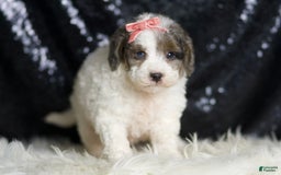 Mini Goldendoodle dogs for sale: Vienna - Image 6