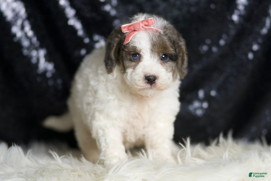 Mini Goldendoodle dogs for sale: Vienna - Image 6
