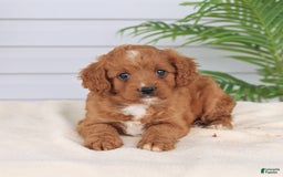 Cavapoo dogs for sale: Miracle - Image 14