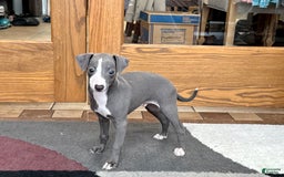 Italian Greyhound dogs for sale: Joey - Image 1