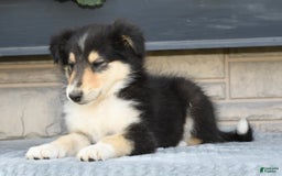 Collie dogs for sale: Patsy - Image 2