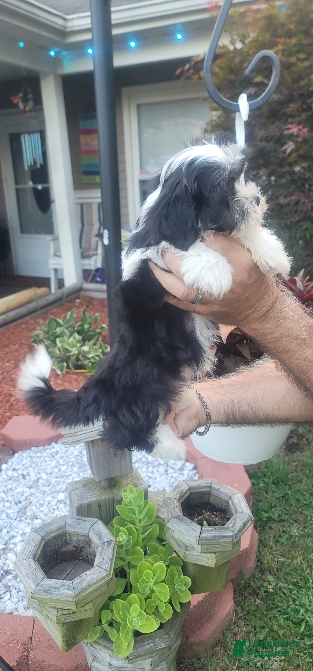 Malshi dogs for sale: Mary - Image 3