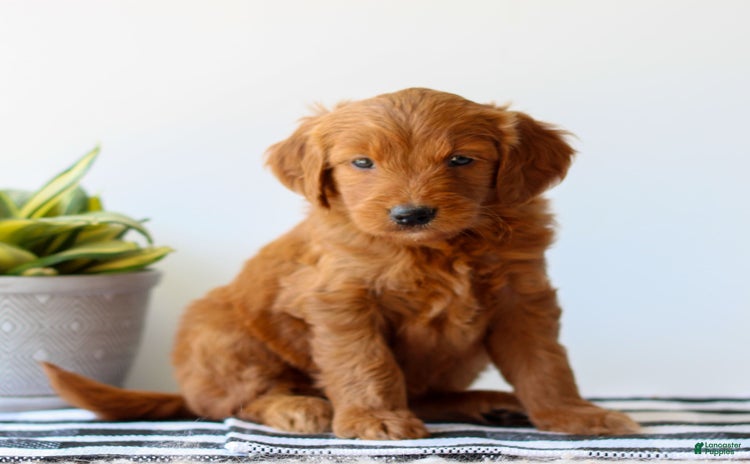 Goldendoodle dogs for sale - Ad 1