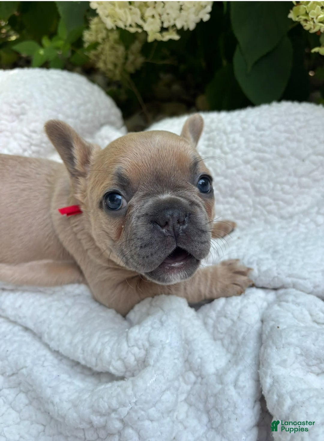 French Bulldog dogs for sale: Lucy - Image 1