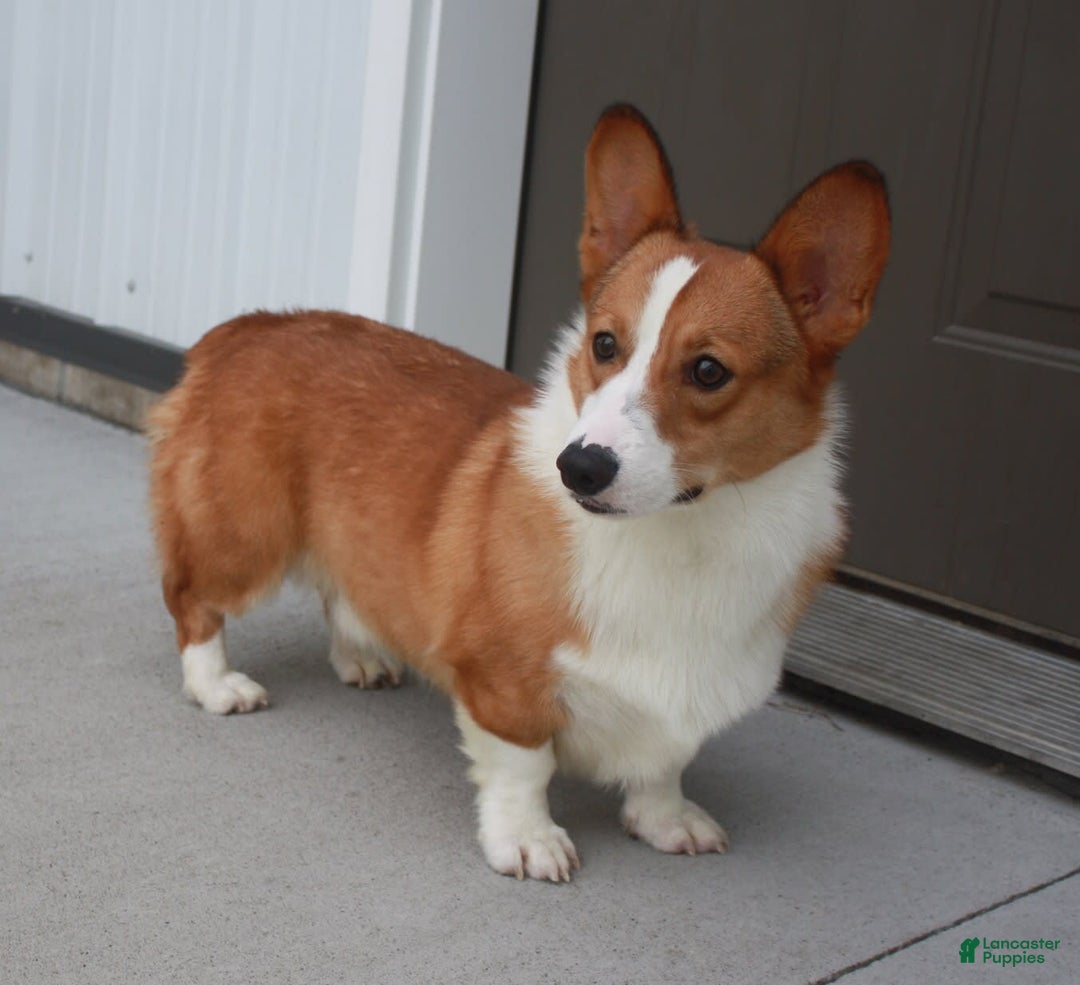 Welsh Corgi Pembroke dogs for sale: Kory - Image 18