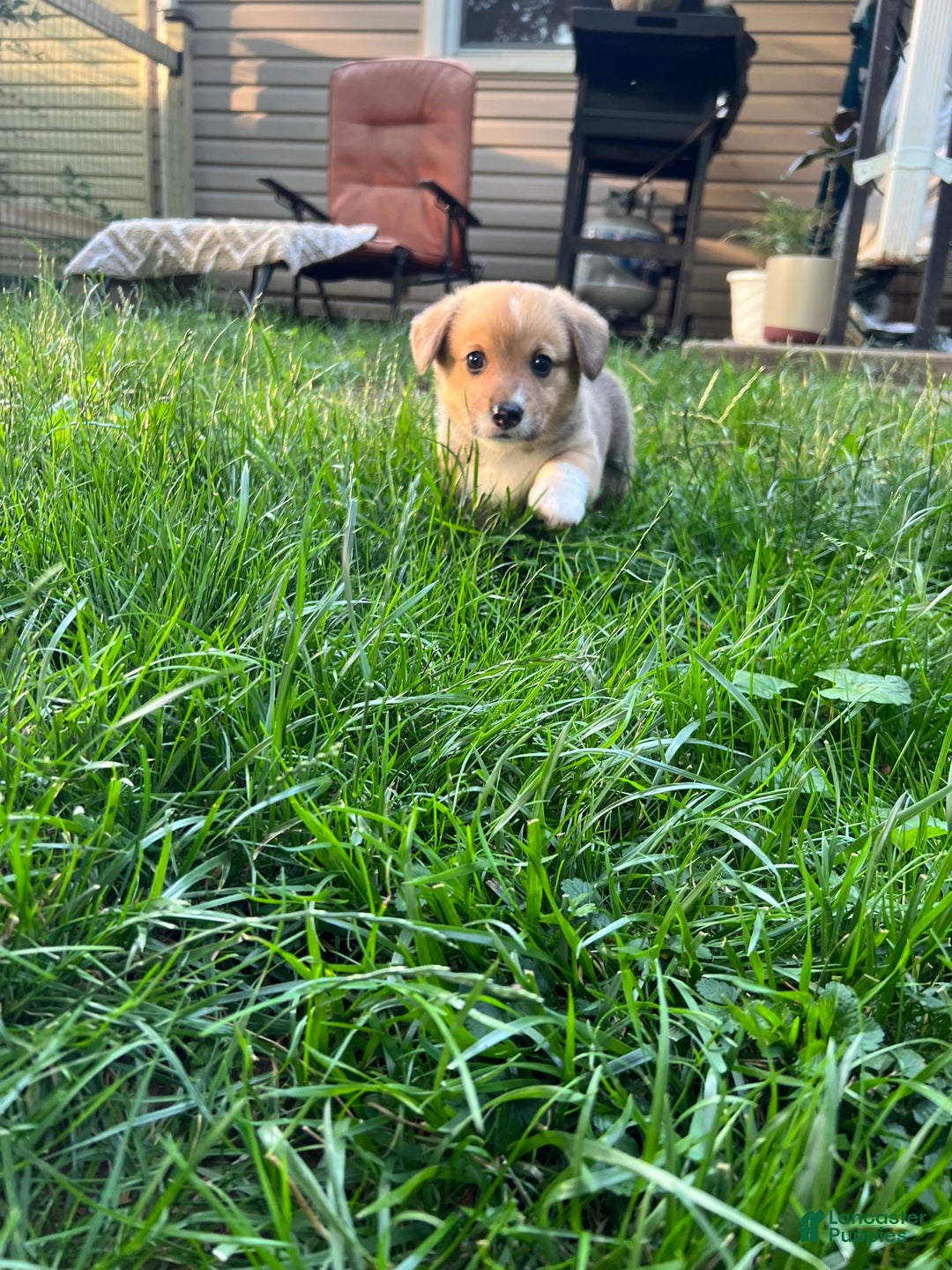 Welsh Corgi Pembroke dogs for sale: Fez - Image 5