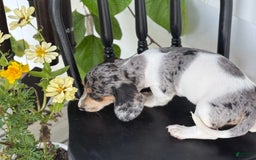 Miniature Dachshund dogs for sale: Bentley - Image 7