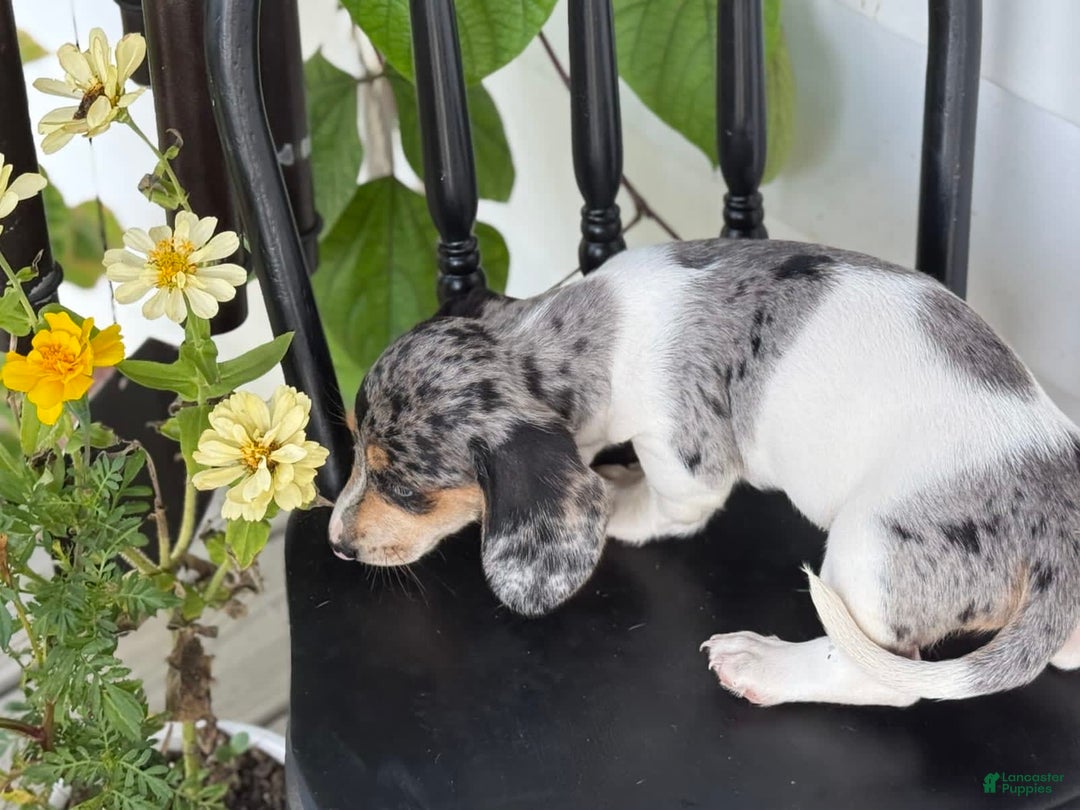 Miniature Dachshund dogs for sale: Bentley - Image 7