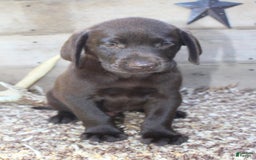 Labrador Retriever dogs for sale: Buckshot - Image 3
