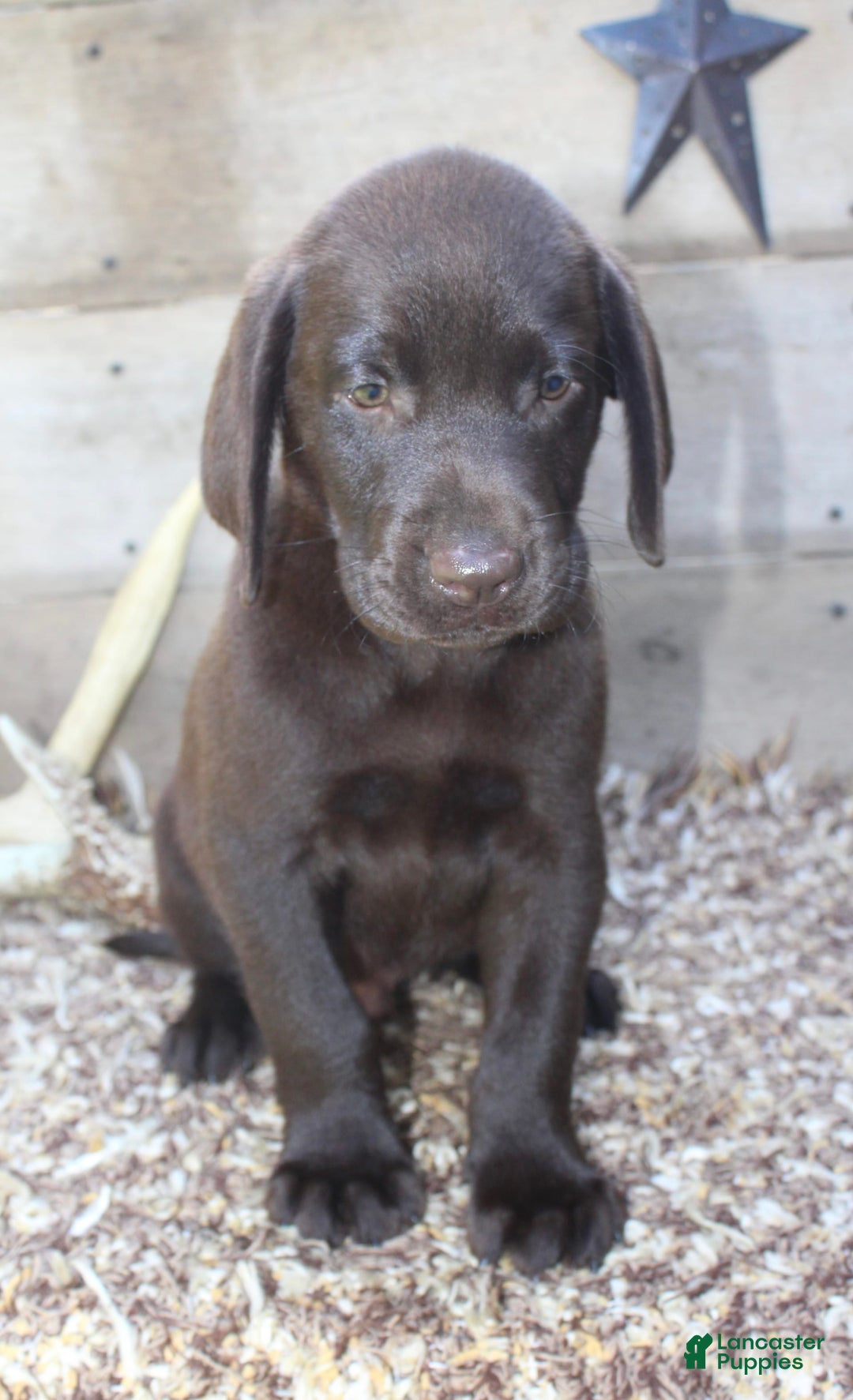 Labrador Retriever dogs for sale: Buckshot - Image 3
