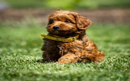 Goldendoodle dogs for sale: April - Image 3
