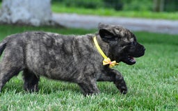 English Mastiff dogs for sale: Vance - Image 1